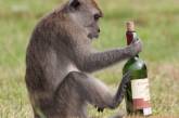 Алкозависимая обезьяна убила человека из-за закончившегося спиртного