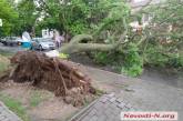 В Николаеве на проезжавший автомобиль рухнуло огромное дерево: улица перекрыта