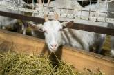 В Новой Зеландии вывели коз, дающих противораковое молоко