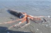 В ЮАР на берег вынесло кальмара весом 318 кг