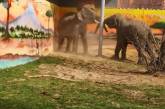 В Николаевском зоопарке появилась игрушка для слонов