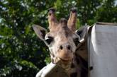 Николаевский зоопарк впервые за 119 лет отмечает Всемирный день жирафа