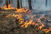 На Николаевщине неизвестные подожгли 9000 кв.м. леса