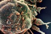 Ученые назвали условие, при котором коронавирус уничтожается за 25 секунд