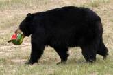 Женщину отдали под суд за то, что она пускала домой дикого медведя и кормила его