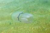 Гигантские медузы заполонили Азовское море: отдыхающие жалуются на укусы