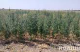 В Николаевской области у фермера на поле среди ячменя выросло 3,5 тысячи кустов конопли