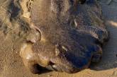 В Австралии нашли неопознанное морское существо