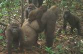 Людям удалось снять самых редких в мире горилл