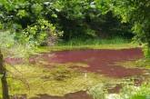 В пруду Графского парка в Нежине порозовела вода: допускают, что «виновата» канализация