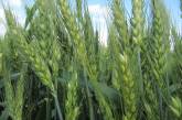 В Николаеве неизвестные посеяли пшеницу на поле, которое принадлежит городу