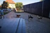 Николаевцы жалуются на стаи бездомных собак в разных микрорайонах города