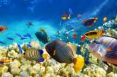 К 2100 году на Земле в результате глобального потепления могут исчезнуть больше половины рыб 