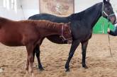 Кража лошади из конно-спортивной базы в Николаеве: обвиняемый не пришел в суд