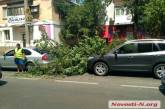 В Николаеве дерево упало на остановившиеся у светофора автомобили