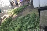 Полицейские изъяли у мужчины 60 кустов конопли, выращенной на огороде