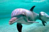 Спецоперация по спасению дельфинов Одессе заверешена