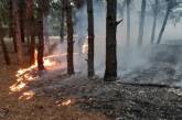 В Николаеве подожгли Балабановский лес
