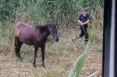 В Николаевской области пожарные спасли коня, который угодил в огненную ловушку