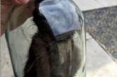 Житель Львовской области законсервировал котенка: мужчину задержали