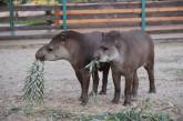 Николаевский зоопарк передал в экопарк на 5 лет «жениха» тапира