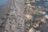 На пляжах Азовского моря снова нашествие медуз. ВИДЕО