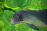 Возле затонувшего танкера Delfi в Одессе обнаружен мертвый дельфин.