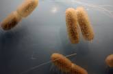 Ученые нашли живые бактерии, которым больше 100 миллионов лет. Видео