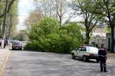 Упавшее дерево  перекрыло проезд к городскому и областному начальству