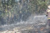 Из-за поджогов и неосторожности за сутки в Николаевской области выгорело 10га территории