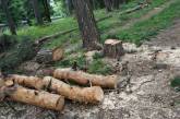 «Дровосек» из Вознесенска заплатит штраф за незаконную вырубку деревьев