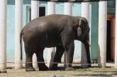 В Николаевском зоопарке отпраздновали юбилей слона Динкара