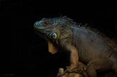 Сегодня Всемирный день ящерицы: Николаевский зоопарк показал «мини-драконов» из своей коллекции. ФОТО