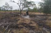 Неизвестные подожгли молодой лес на Аджигольской балке