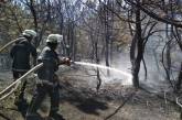 В Николаевской области неизвестные подожгли два леса