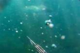 Акула-людоед подплыла к двум дайверам во время подводной охоты. Видео