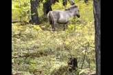 В соцсетях появилось видео как маленький жеребенок привел людей к мертвой маме