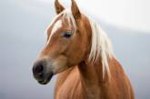 Во Франции расследуют серию загадочных убийств лошадей