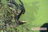 Экологическое бедствие в Николаеве: в загрязненном лимане погибло много птиц, рыбы, крабов