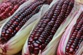 В Украине появился новый сорт кукурузы фиолетового цвета
