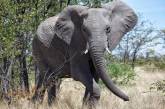 Разъяренный слон по ошибке растоптал зашедшего в лес мужчину