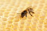 В пчелах обнаружили эффективное оружие против рака