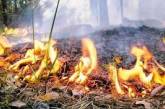 В Украине запретили заезжать в лес на авто: объявлена чрезвычайная пожарная опасность