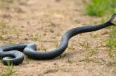 Во Львовской области змея укусила мужчину за ступню