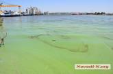 Экологическое бедствие в Николаеве: вода в лимане загрязнена сточными водами и гниющими водорослями