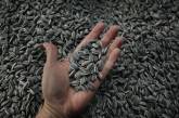 Под Николаевом инженер опытного хозяйства незаконно вывез 100 тонн семян: в суд подано обвинение