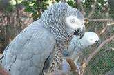 Попугаи в зоопарке ругали посетителей — птиц пришлось убрать