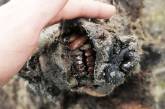 В Якутии нашли мумию пещерного медведя, который жил почти 40 тысяч лет назад