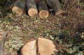 В Николаевской области незаконно спилили 46 дубов