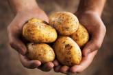 В Украине дешевеет картофель: цены уже почти в полтора раза ниже, чем год назад